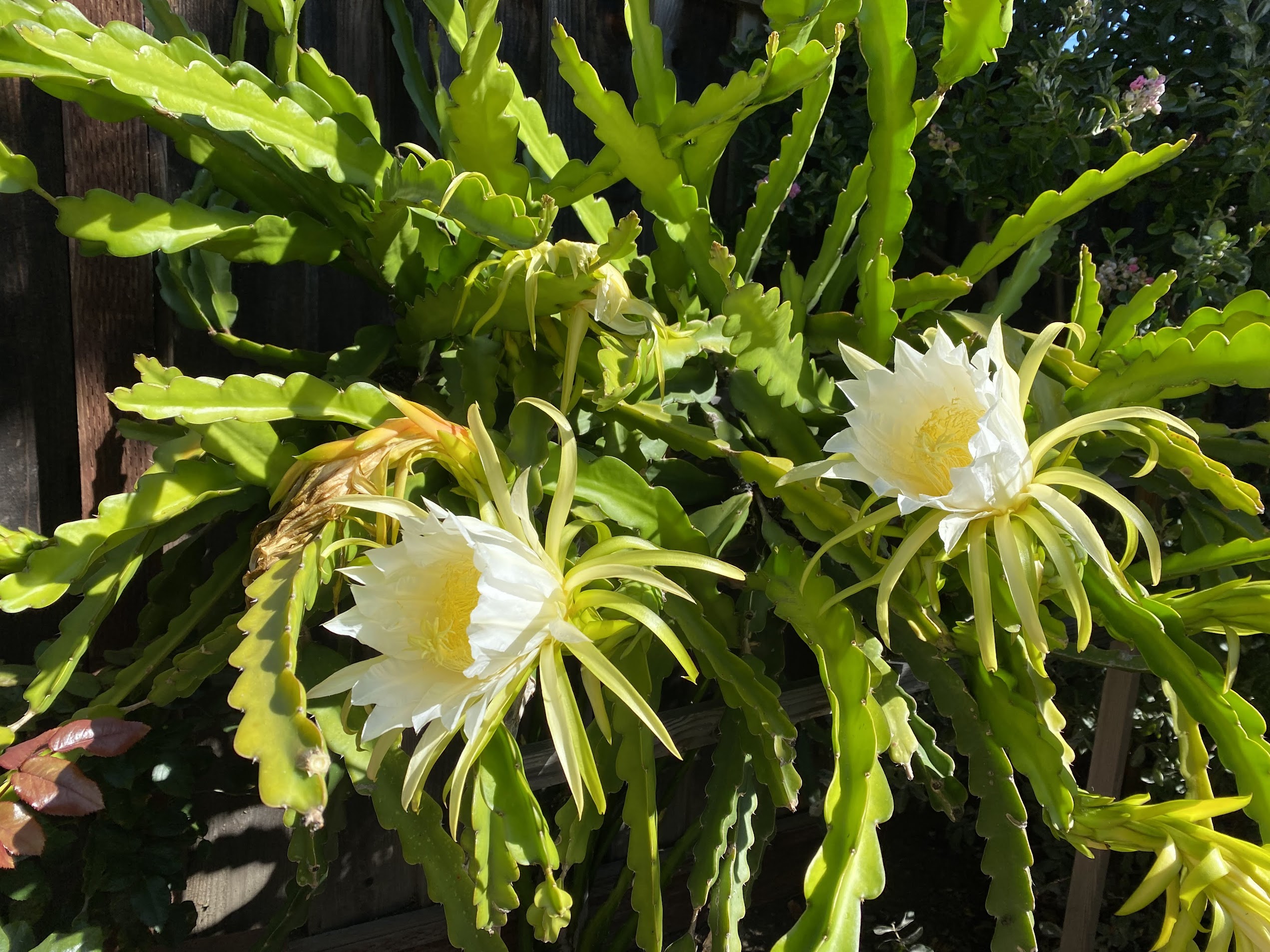 dragon fruit flowers