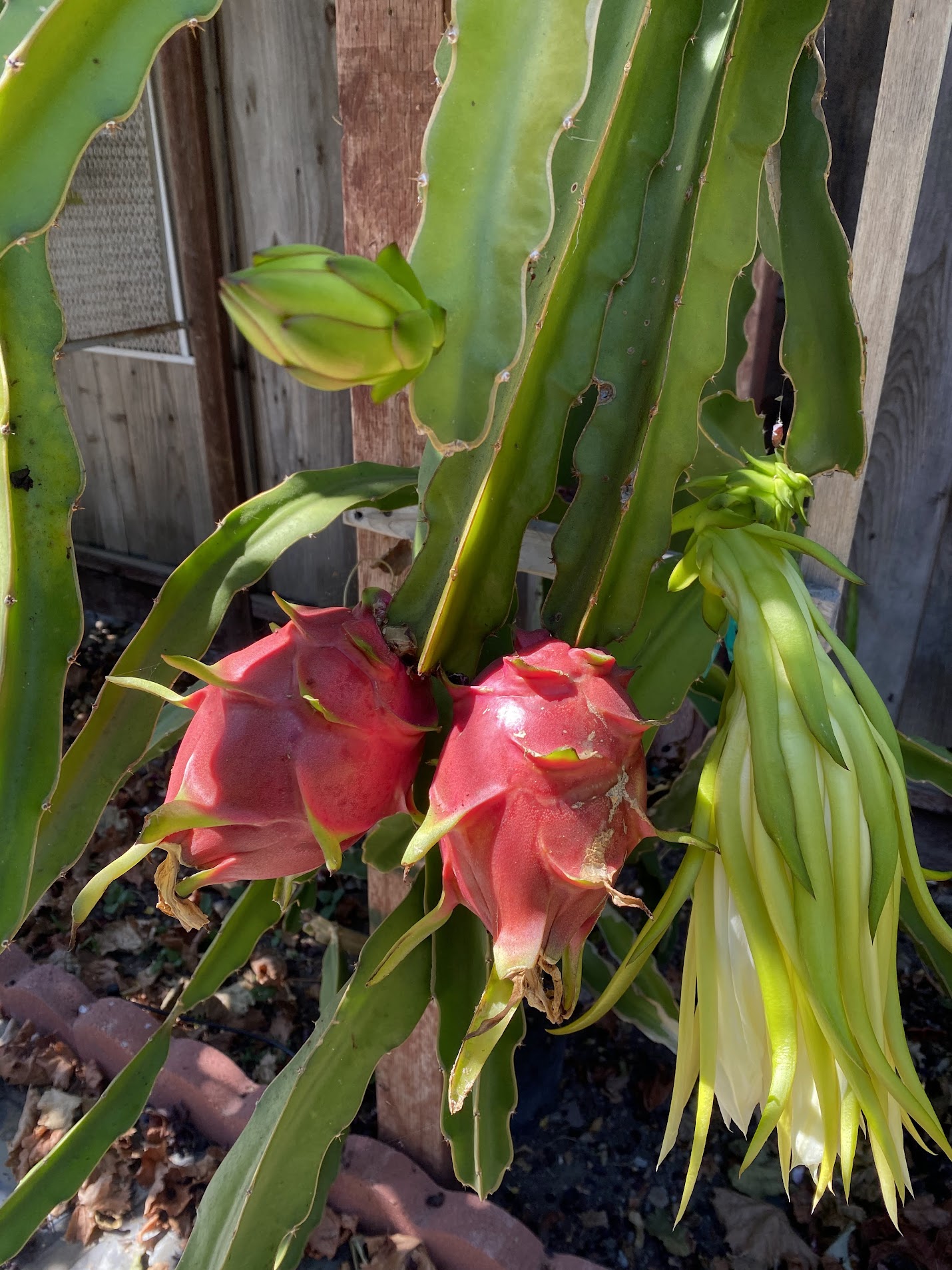 Dragon Fruit
