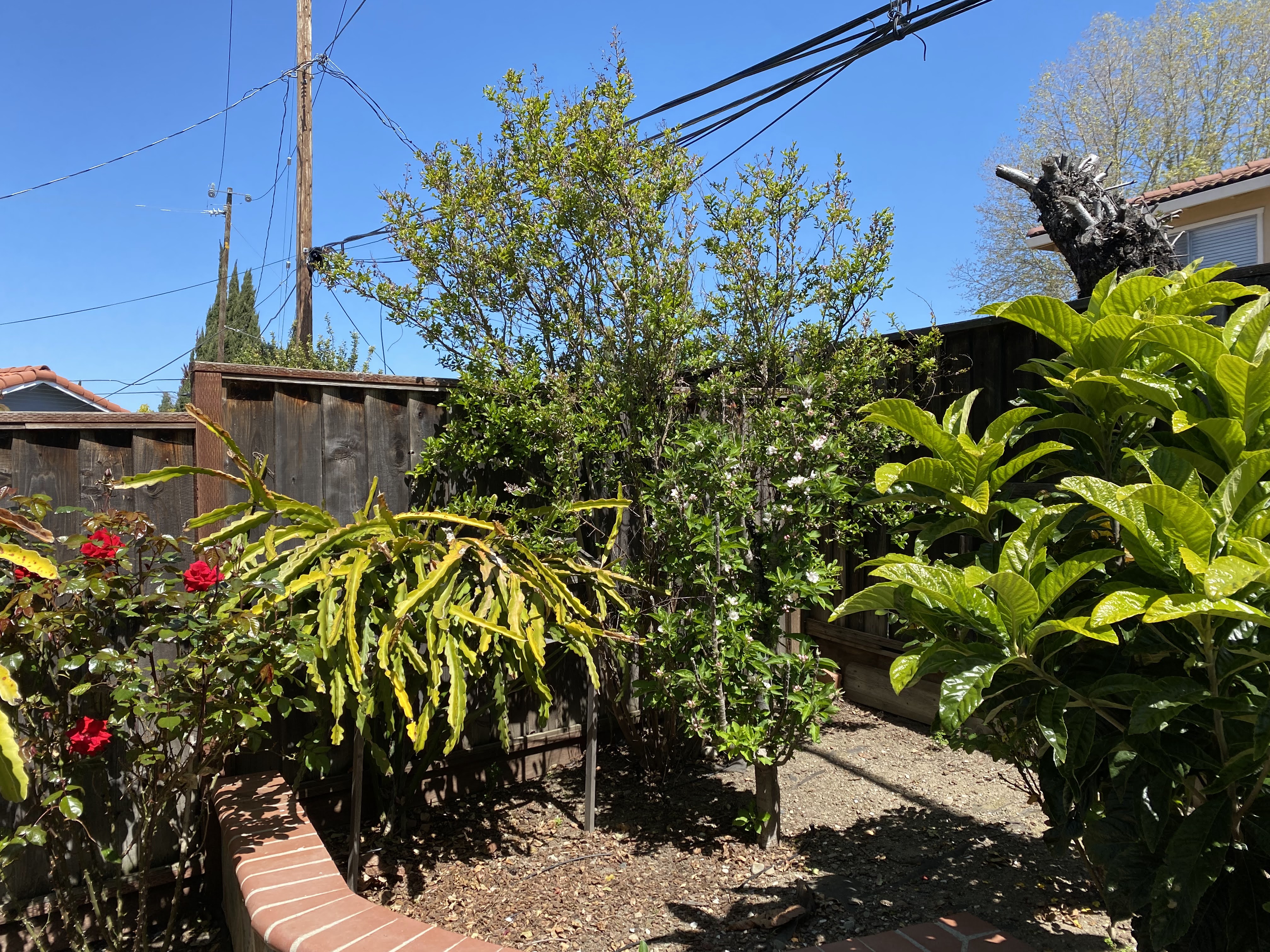 fruit tree 3