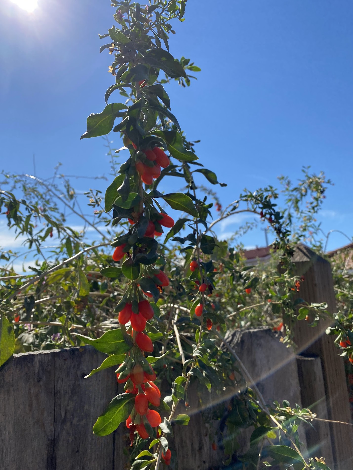 Goji Berry