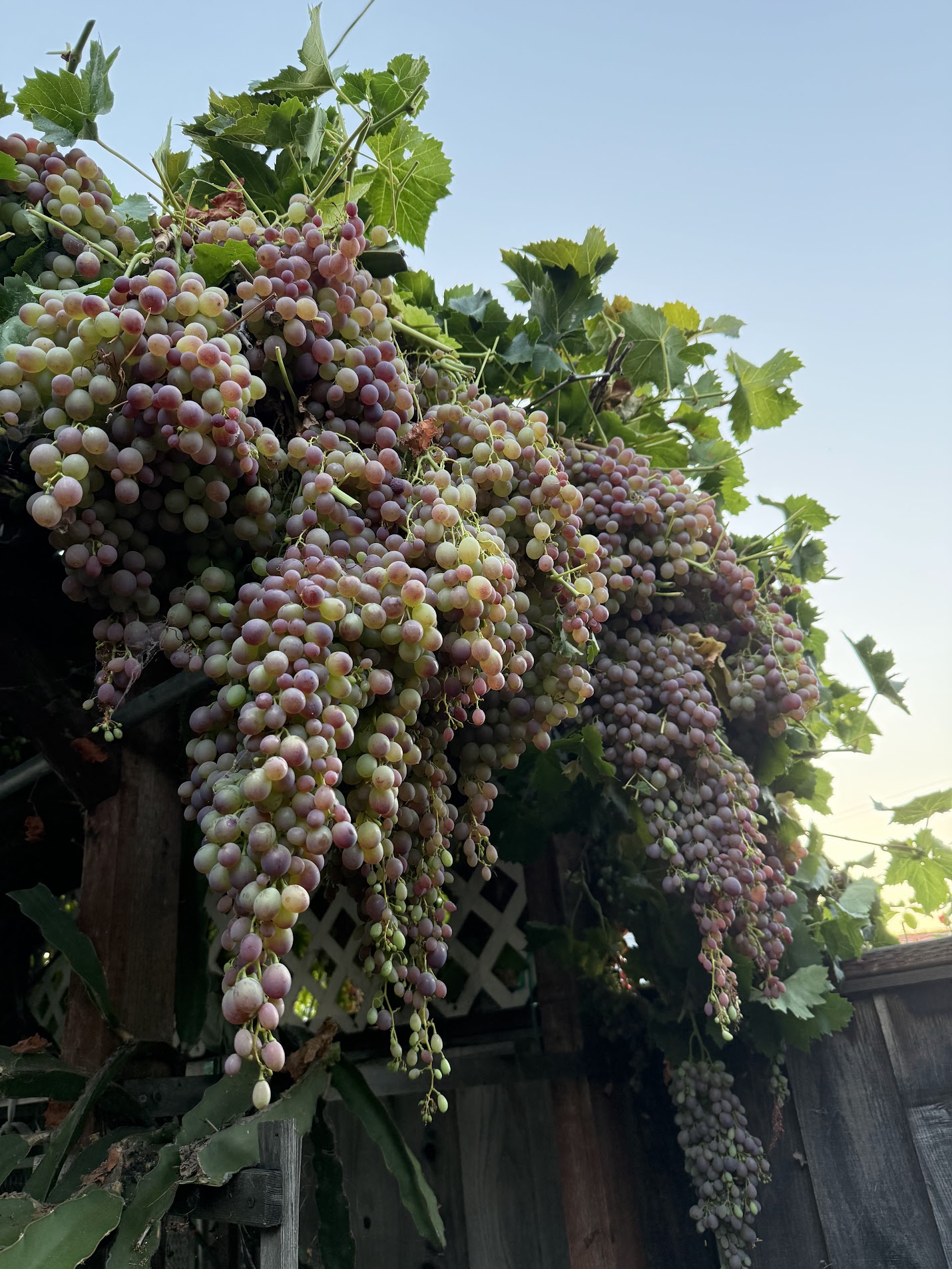 Grape