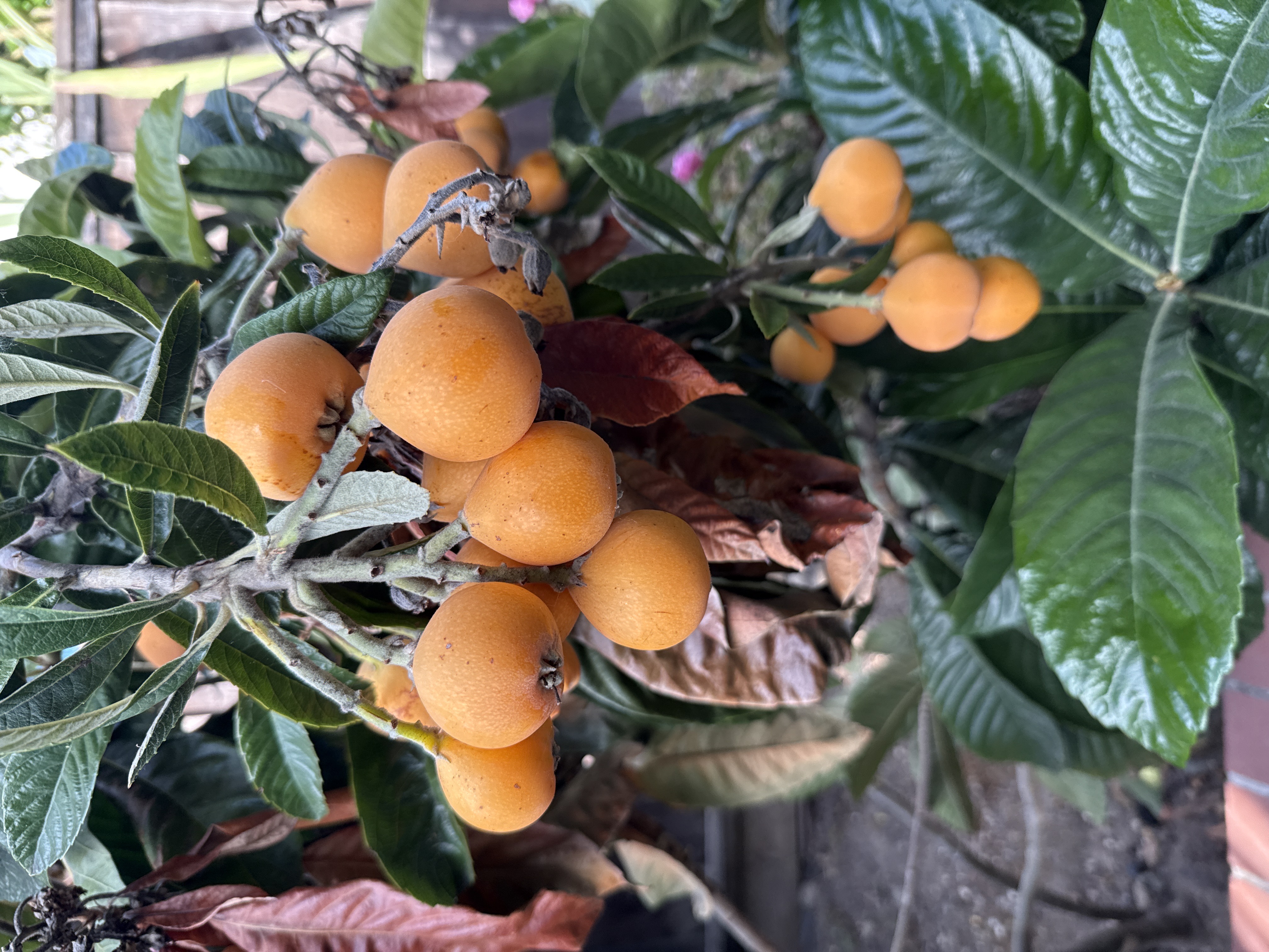 Japanese Loquat