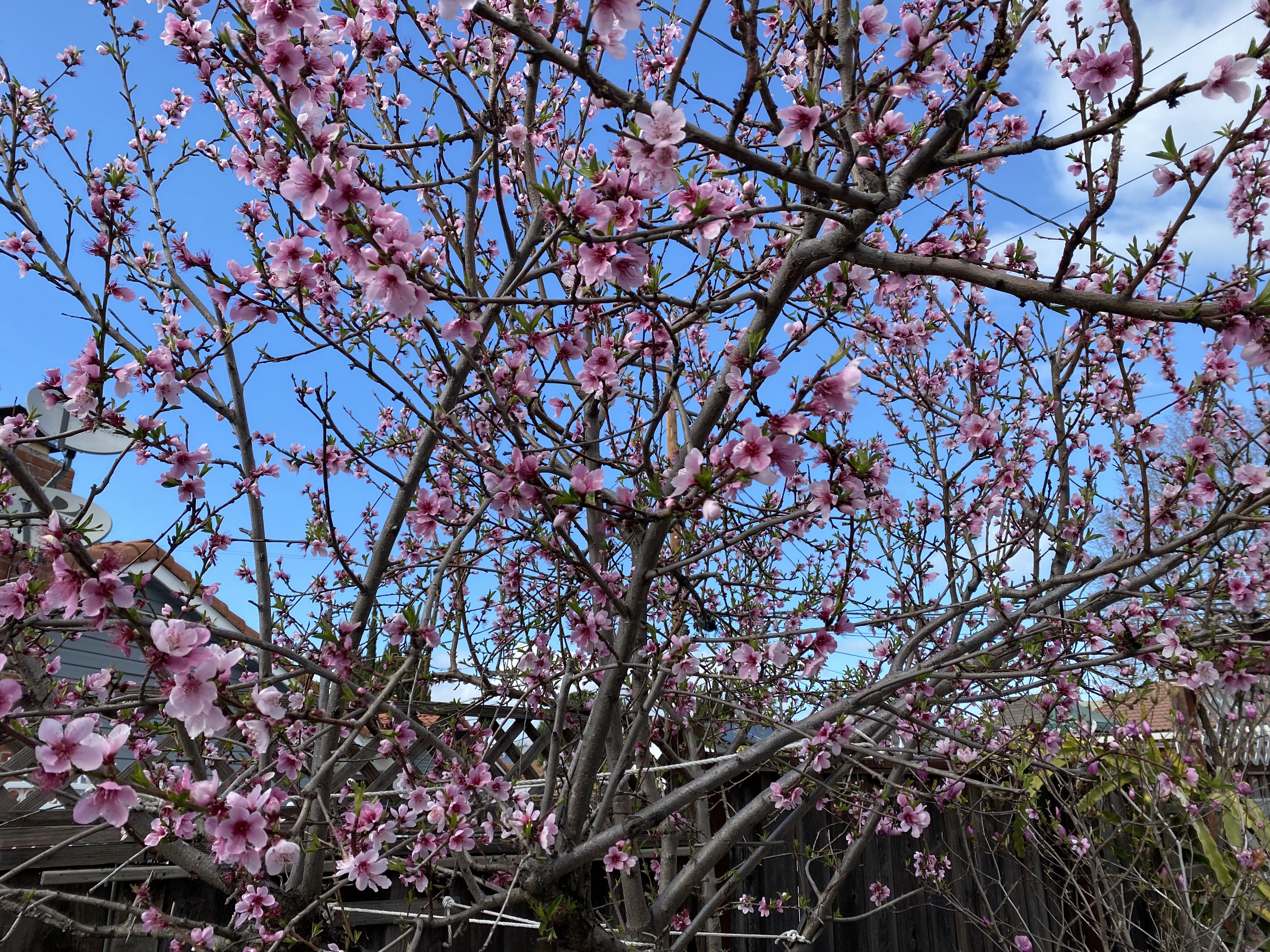 Peach