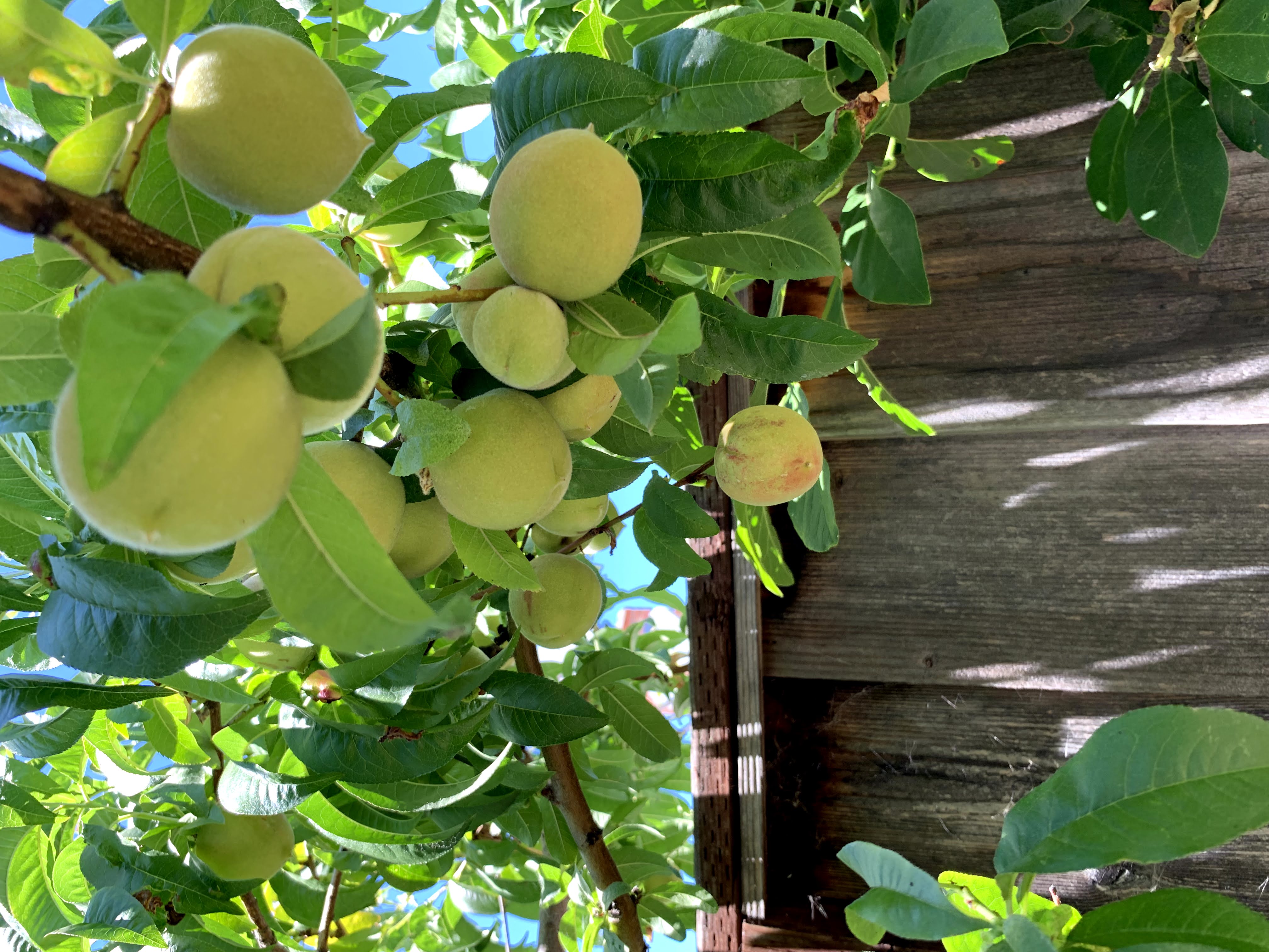 peaches