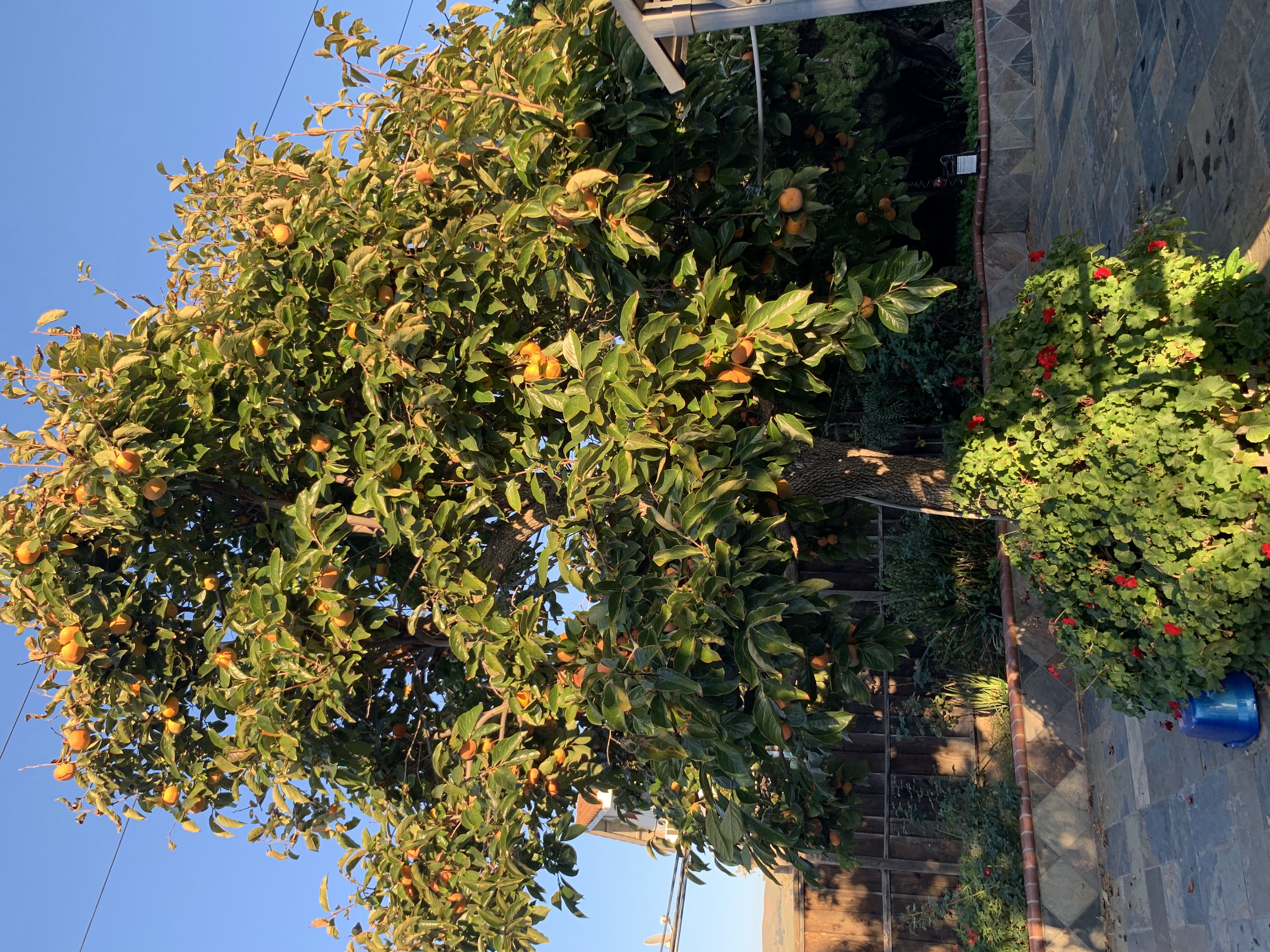 Persimmon tree