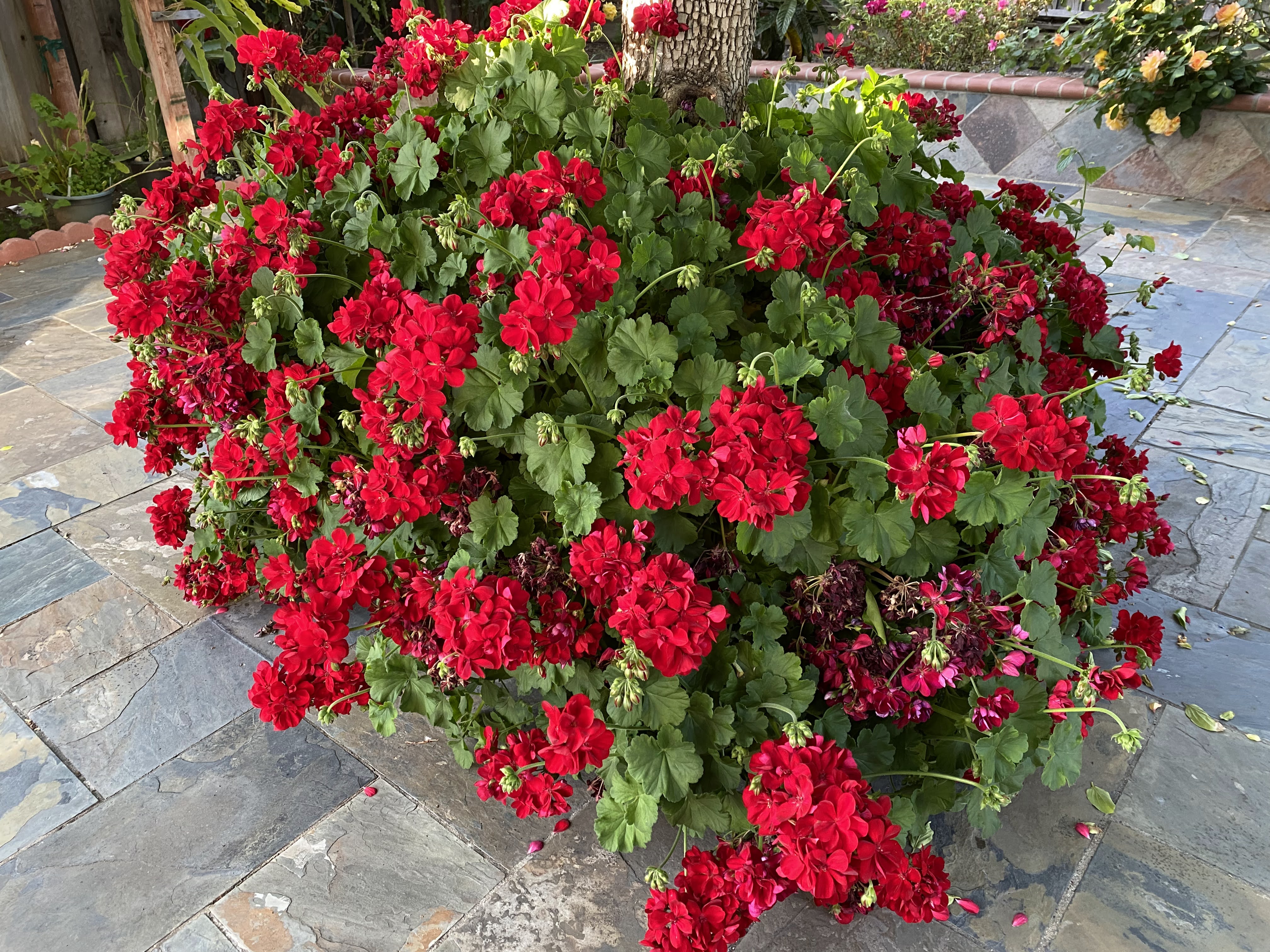 Garden geraniums